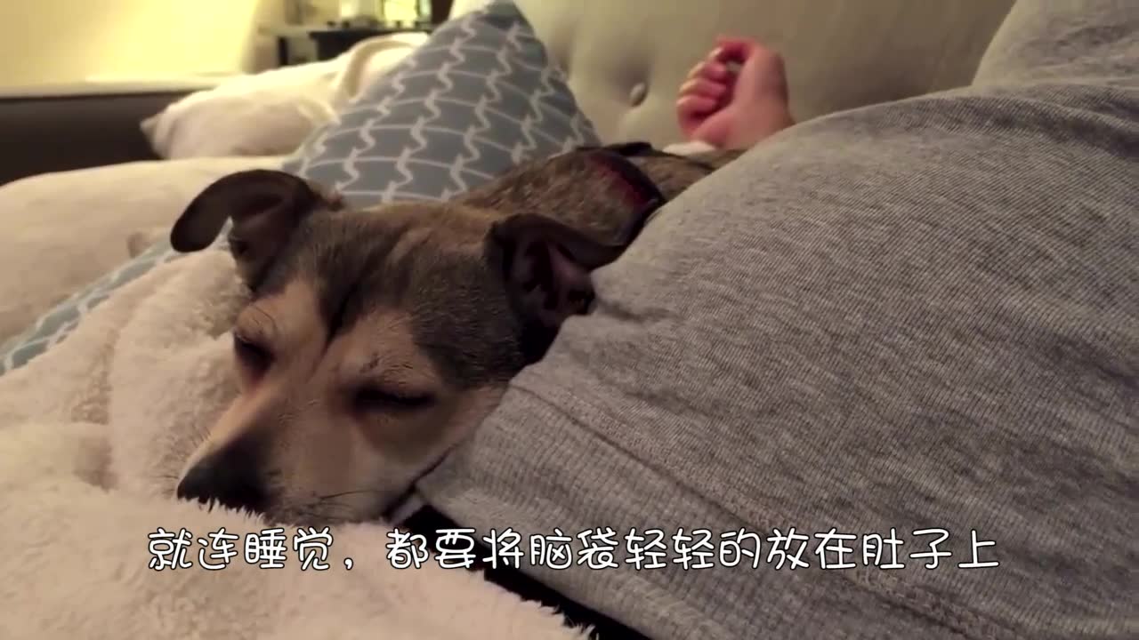 狗狗能感知主人怀孕吗？人与犬之间的默契之谜