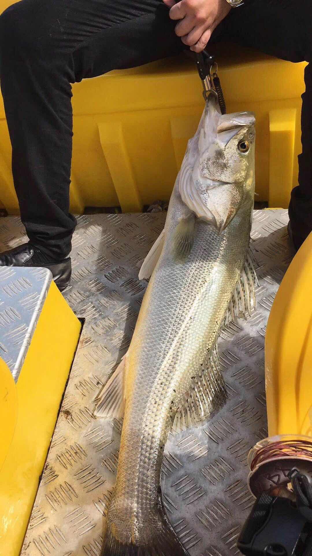 海鲈鱼与路亚竿，海洋探索的完美搭配