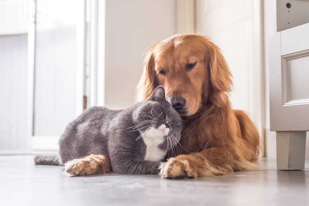 猫咪与狗狗的嗅觉感知世界，两种宠物的独特感知能力解析