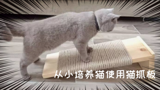 自制猫咪磨爪板，专属乐园DIY打造！