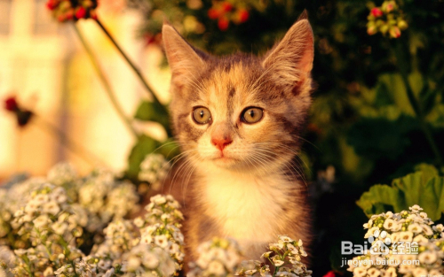 猫咪的饮食需求解析，猫粮是否满足营养需求？