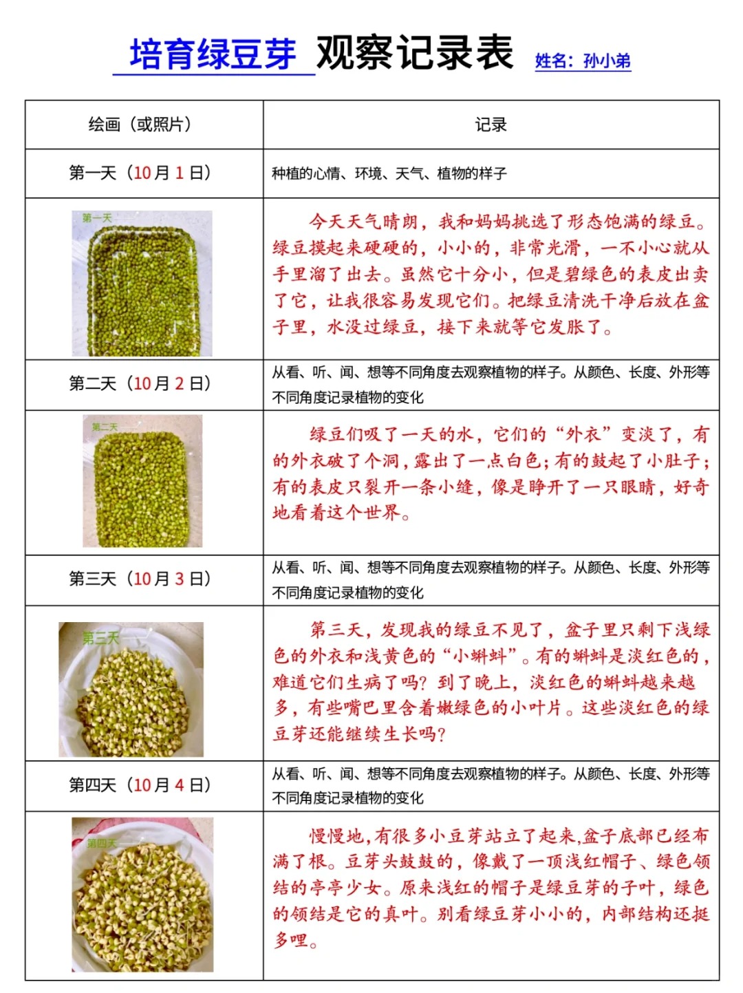 绿豆芽生长之旅观察记录