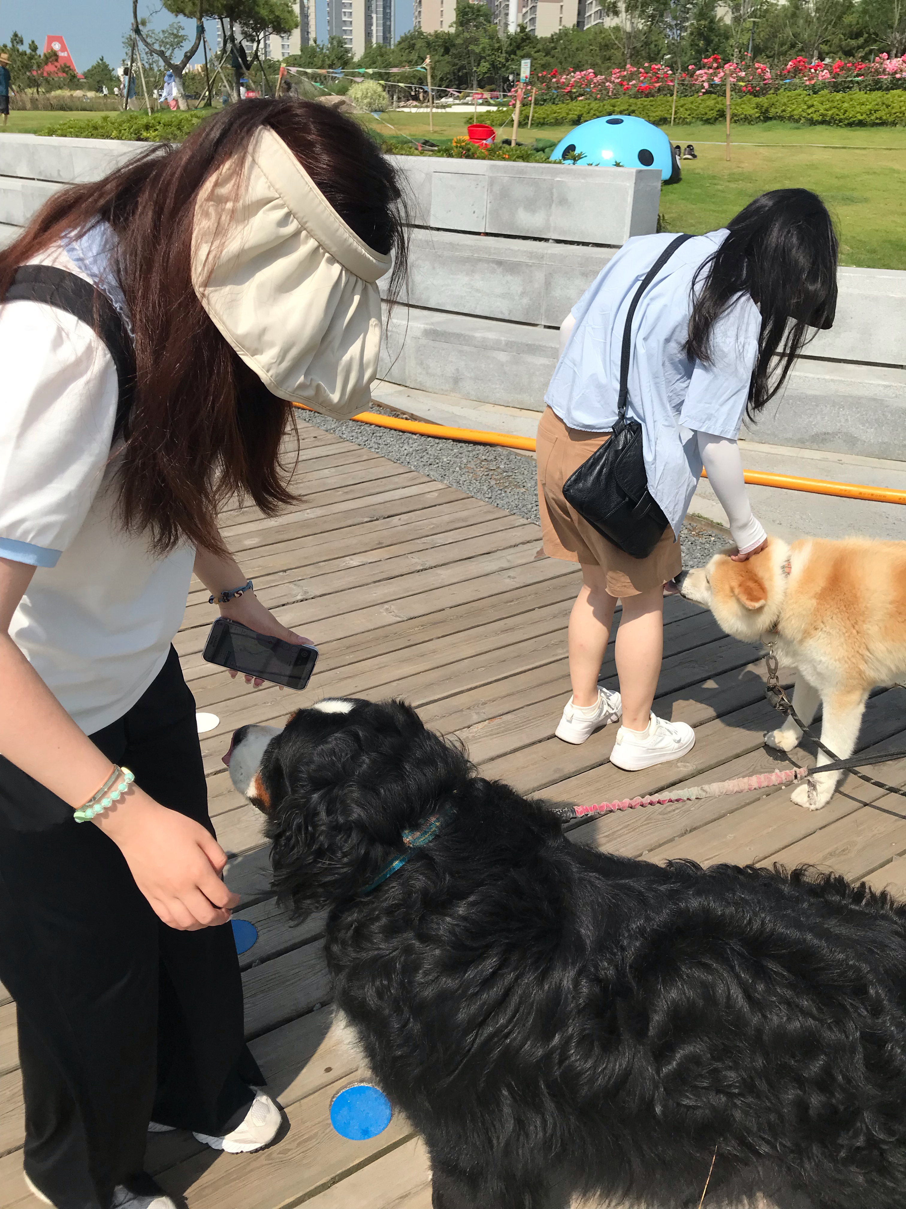 青岛宠物犬，城市中的忠实伴侣与生活伙伴