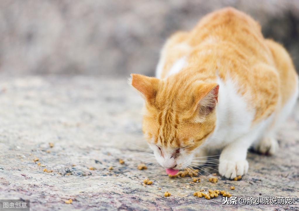 猫咪腹泻水状成因解析及应对方案