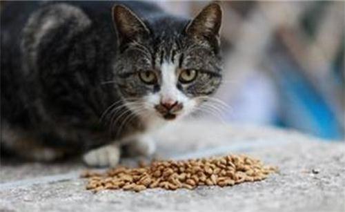 如何合理管理猫咪的饮食，避免过量进食？