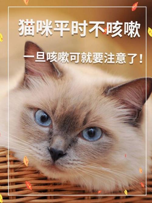 猫咪咳嗽治疗指南