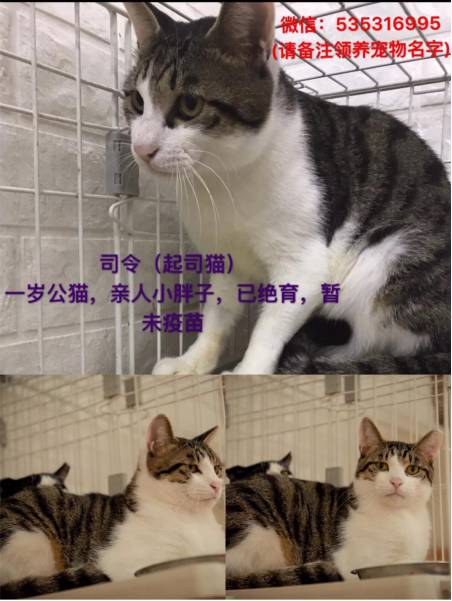 南昌流浪猫领养最新动态概览