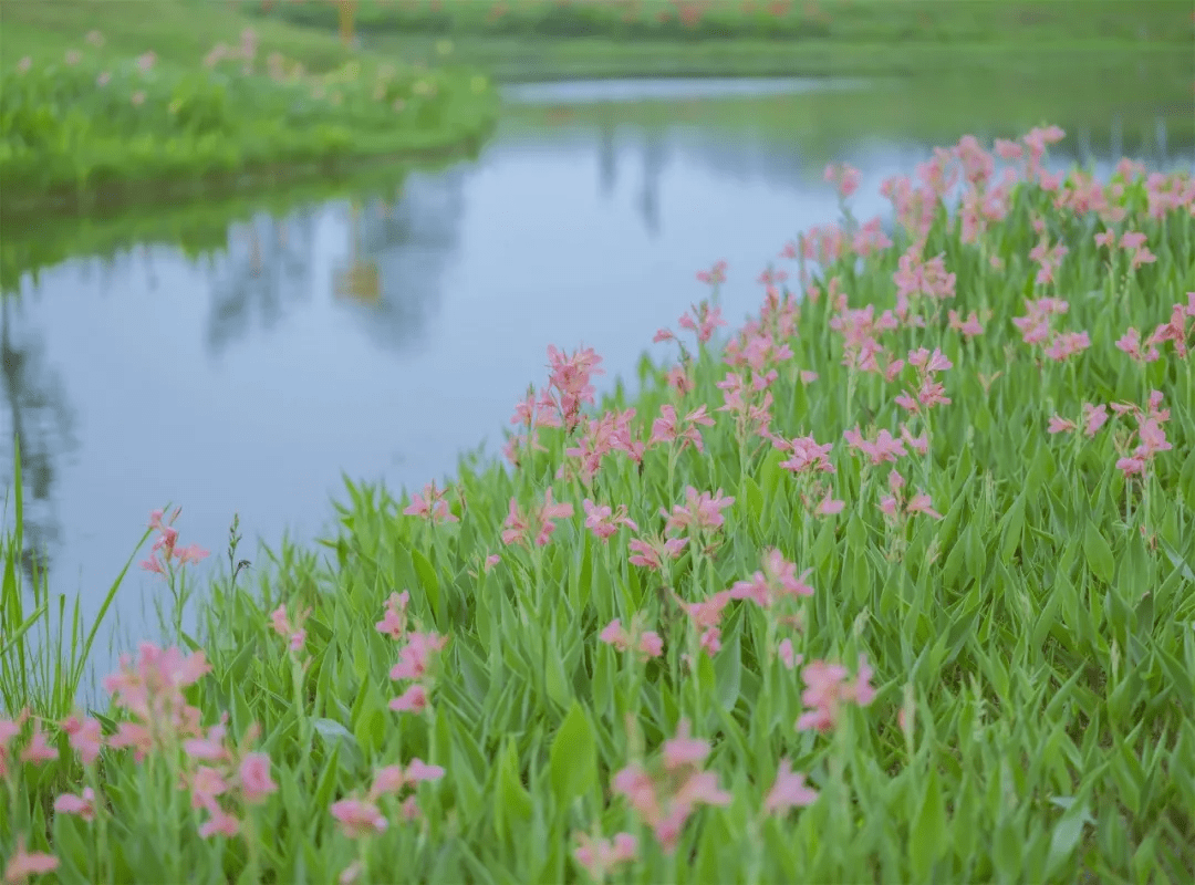 松雅湖花海，最新绽放的探秘之旅