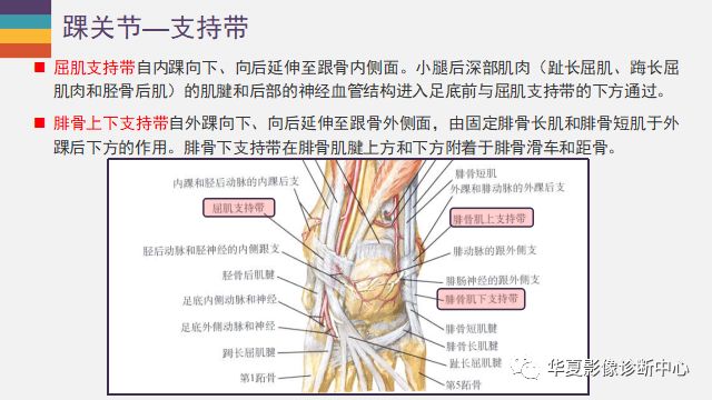 最新解剖技术，深度揭示人体奥秘